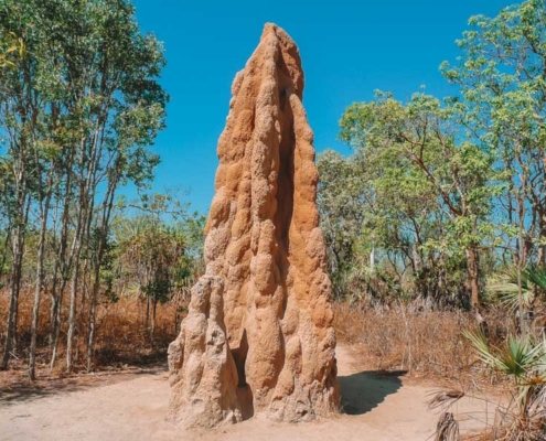 Magnetic Termite Mounds & Wetlands